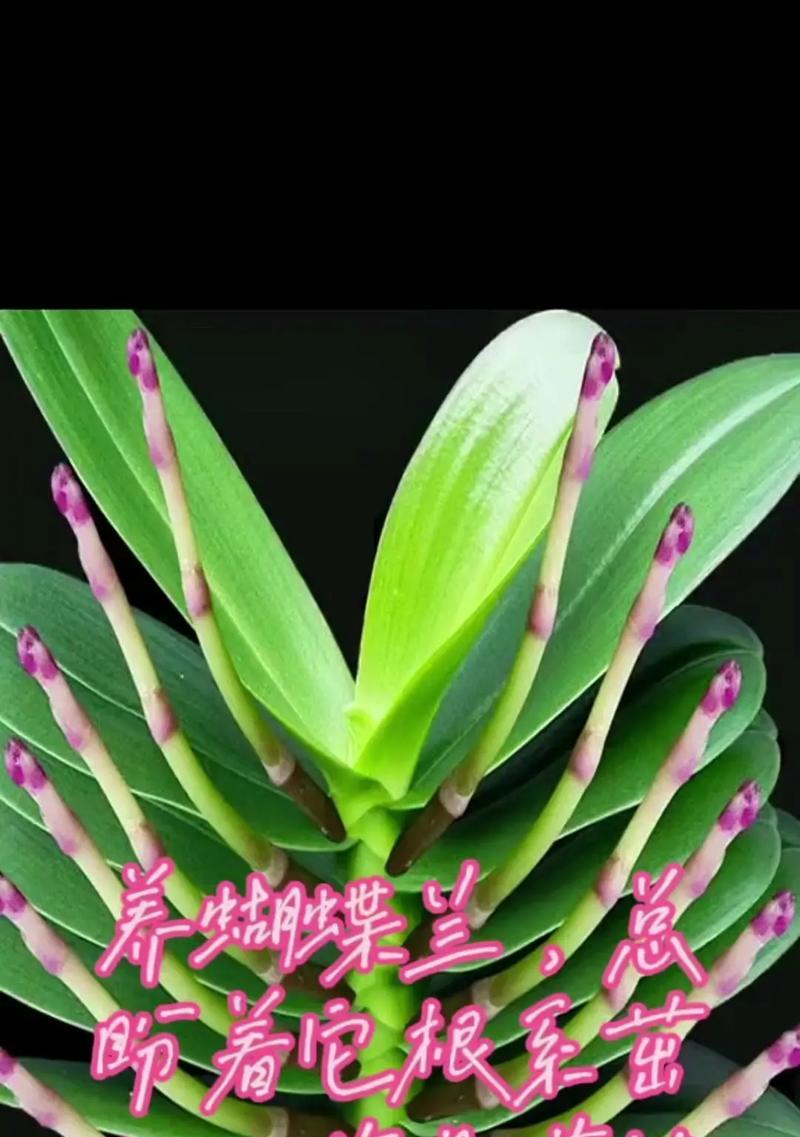 蝴蝶兰花繁殖的有效方式有哪些？