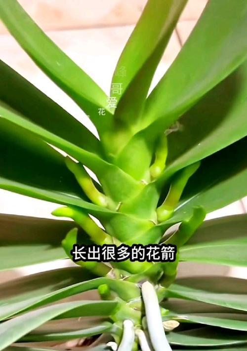 蝴蝶兰花繁殖的有效方式有哪些？