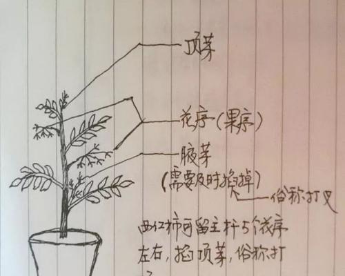 盆景根部修剪的方法有哪些？