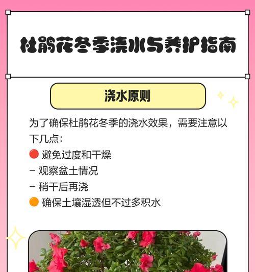 四季杜鹃浇水频率是多少？