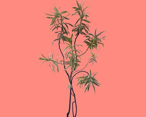 太阳神植物有哪些神奇的功效？