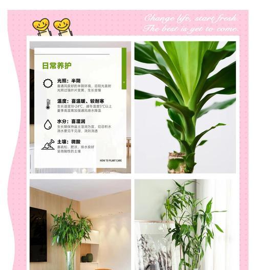 富贵竹修剪的最佳时机和方法是什么？