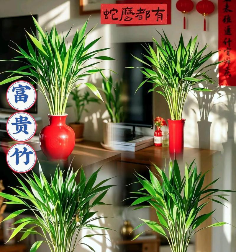 富贵竹修剪的最佳时机和方法是什么？