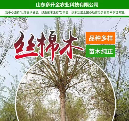 丝棉木有哪些品种？如何区分不同品种的丝棉木？