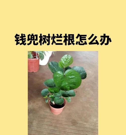 遇到树烂根应该怎么办？有哪些有效的处理方法？