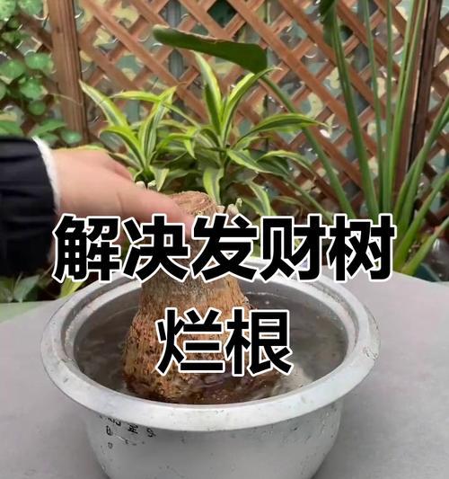 遇到树烂根应该怎么办？有哪些有效的处理方法？