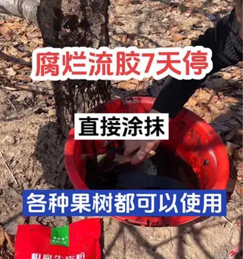 遇到树烂根应该怎么办？有哪些有效的处理方法？