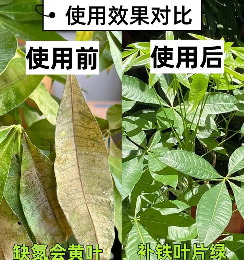 发财树烂根的原因是什么？如何解决发财树烂根的问题？