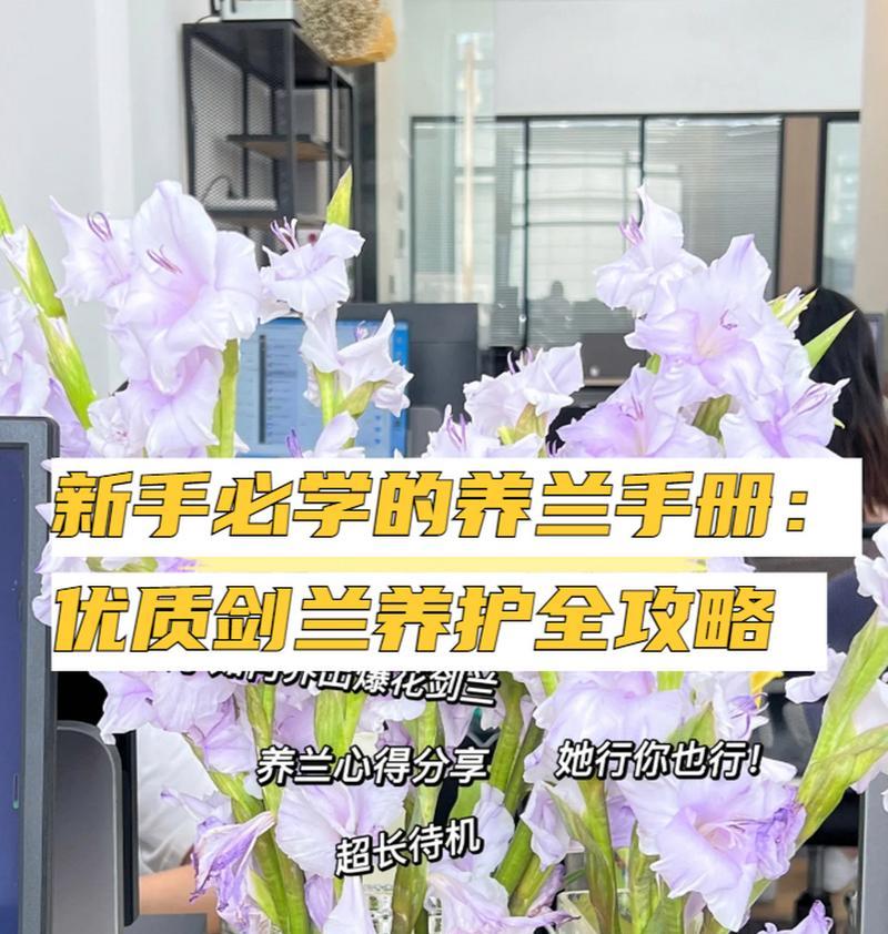 剑兰的正确养殖方法和常见问题解答？