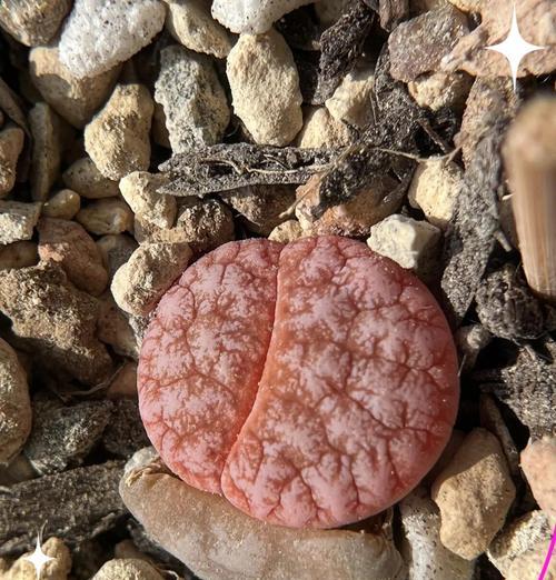 生石花夏季管理技巧？