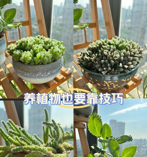 生石花夏季管理技巧？