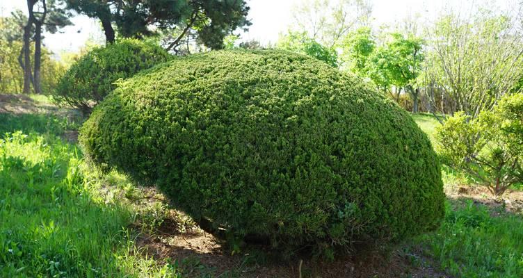 灌木花卉有哪些种类？它们的园林应用是什么？