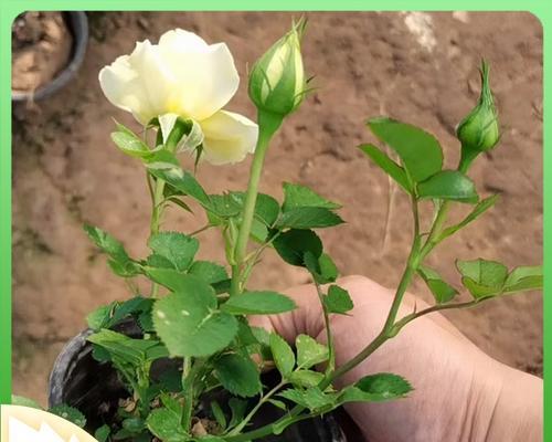 月季水培教程：如何将月季花成功水培？