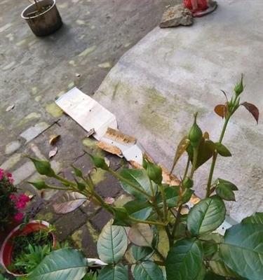 月季水培教程：如何将月季花成功水培？