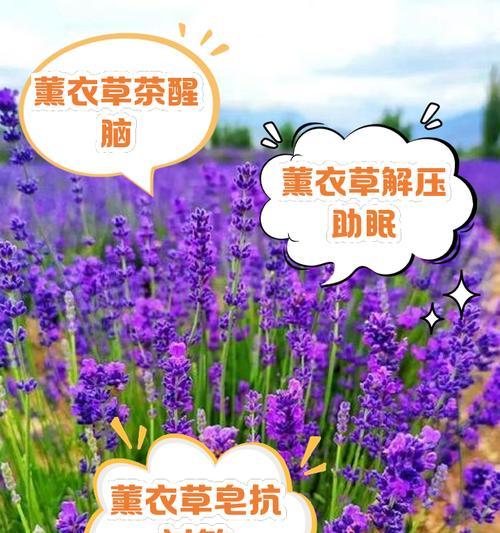 薰衣草有哪些常见品种？薰衣草品种选择与种植技巧？