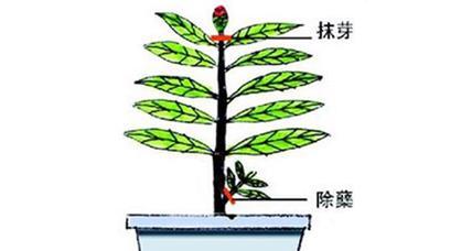 枝枝花修剪的最佳时机和方法是什么？