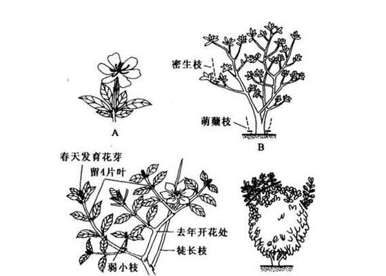 枝枝花修剪的最佳时机和方法是什么？