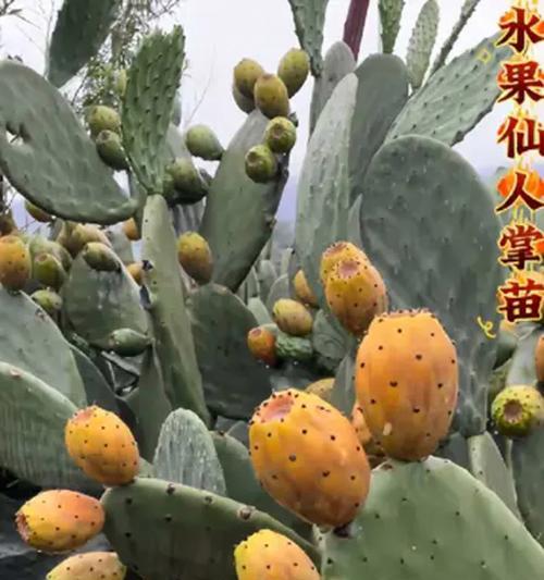 仙人掌移栽的正确方法是什么？