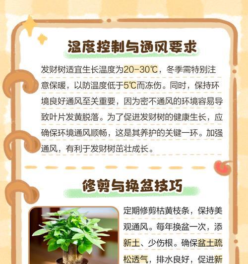 小盆发财树的正确养护技巧是什么？