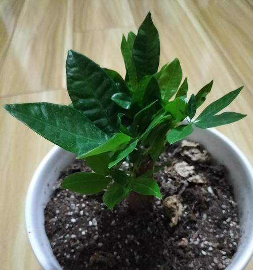 小盆发财树的正确养护技巧是什么？