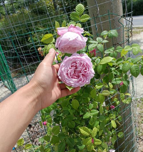 月季花是什么颜色？不同颜色的月季花有何含义？