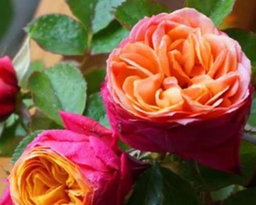 月季花是什么颜色？不同颜色的月季花有何含义？