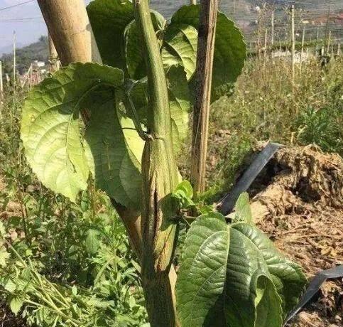 滴水观音根部腐烂怎么办？根腐病的防治方法？