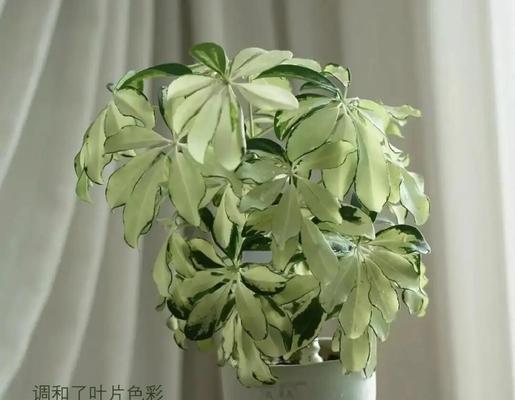 矮花盆种植什么花卉最漂亮？矮花盆搭配技巧？
