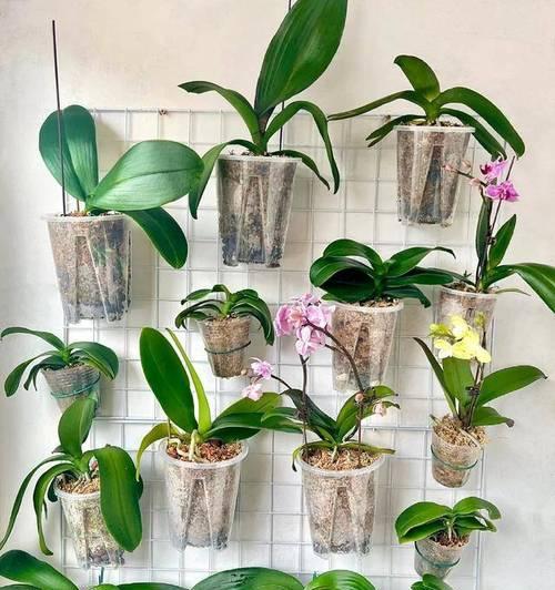矮花盆种植什么花卉最漂亮？矮花盆搭配技巧？