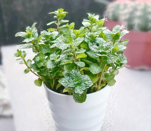 盆栽薄荷的正确养护技巧有哪些？