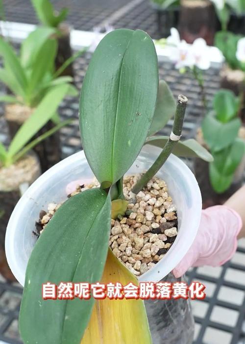 蝴蝶兰叶子腐烂的处理方法有哪些？