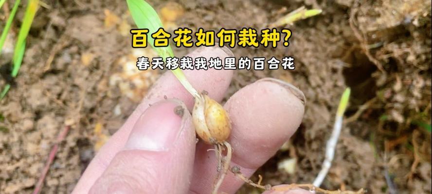 百合什么时候种植？百合的最佳种植时间和方法是什么？