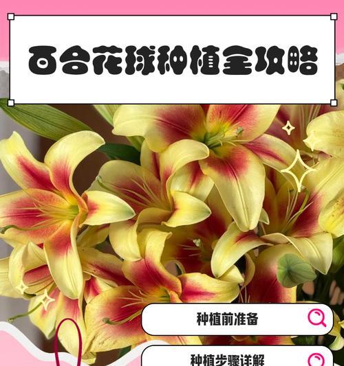 百合什么时候种植？百合的最佳种植时间和方法是什么？