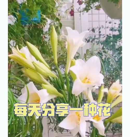 百合什么时候种植？百合的最佳种植时间和方法是什么？