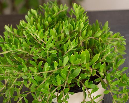 垂吊植物有哪些种类？如何选择适合的垂吊植物？