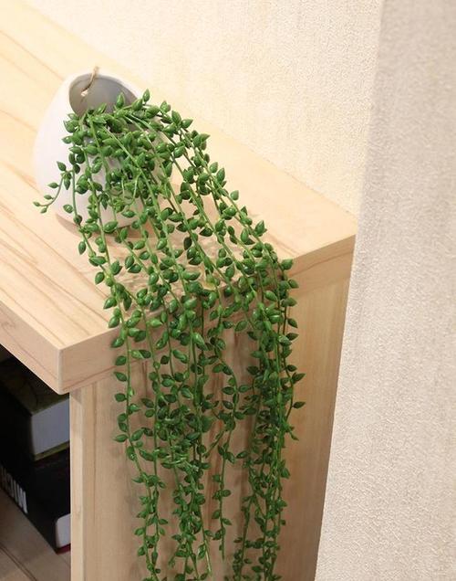 垂吊植物有哪些种类？如何选择适合的垂吊植物？