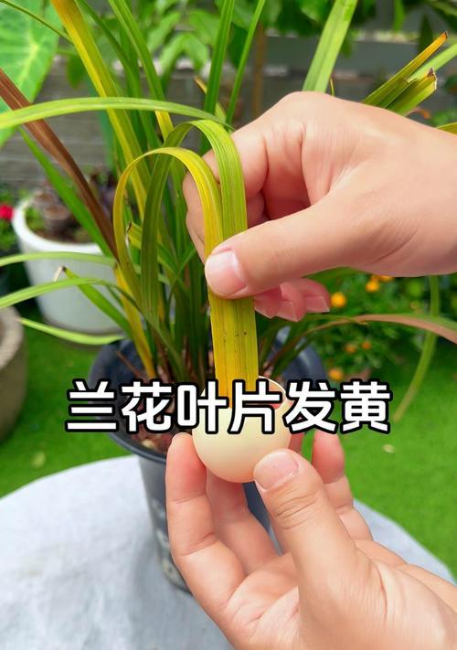 兰花叶子发黄如何处理？有哪些可能的原因？