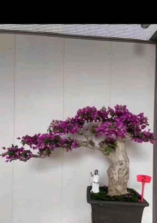 盆栽三角梅配土技巧有哪些？