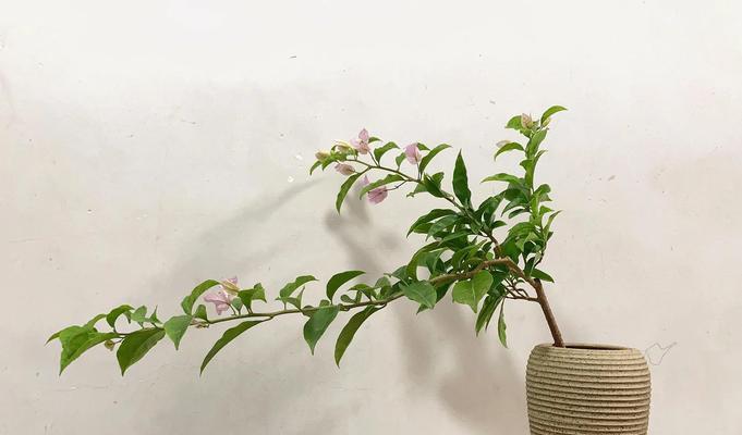 盆栽三角梅配土技巧有哪些？