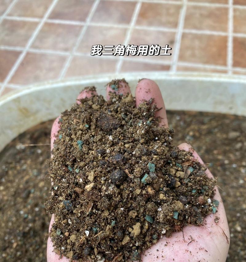 盆栽三角梅配土技巧有哪些？