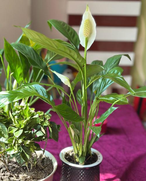 白掌开花的秘诀是什么？如何正确养护？