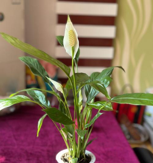 白掌开花的秘诀是什么？如何正确养护？