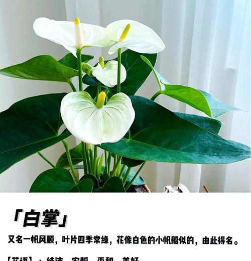 水养一帆风顺的正确方法是什么？