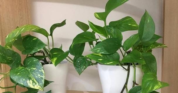 为什么养花有益健康？养花对身心有哪些好处？