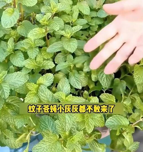 哪种草具有驱虫效果？