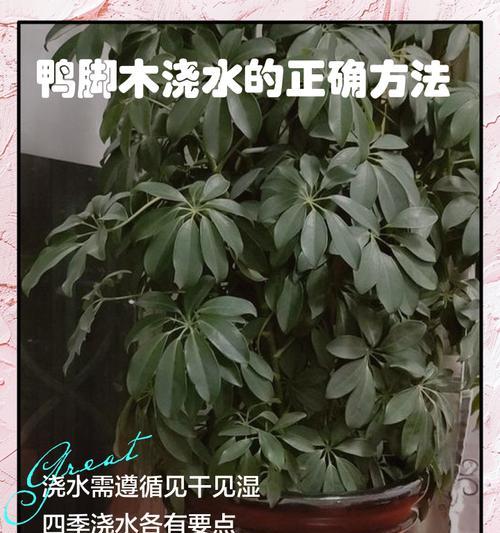 脚木怎么办？脚木养护的正确方法是什么？