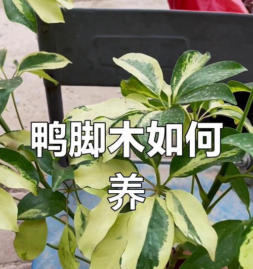 脚木怎么办？脚木养护的正确方法是什么？