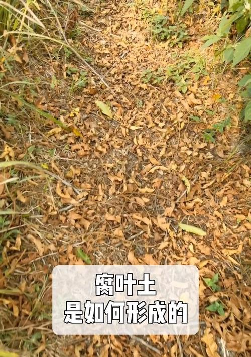 腐叶土的制作过程是什么？