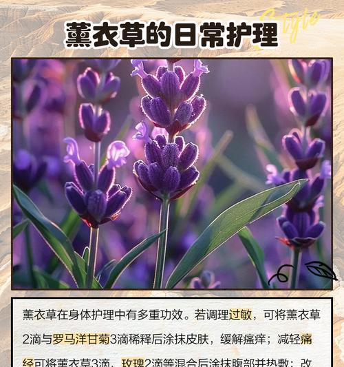 薰衣草种子的用途是什么？