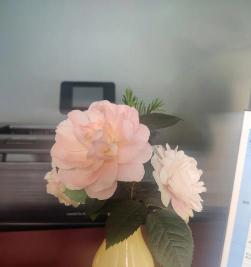 办公室适合摆放哪些鲜花？如何选择办公室鲜花？